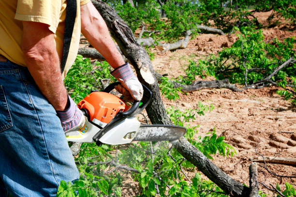 Best Local Tree Services  in Ahuimanu, HI